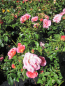 Preview: Strauchrose Limeszauber2